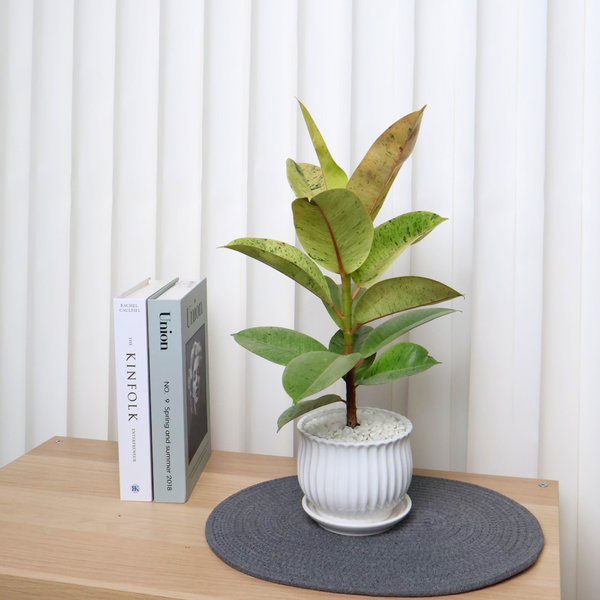 Ficus Elastica in Ceramic Pot