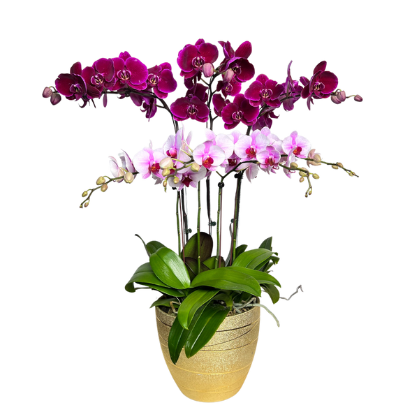 Floral Cascade (3 Single Stem and 2 Double Stem)