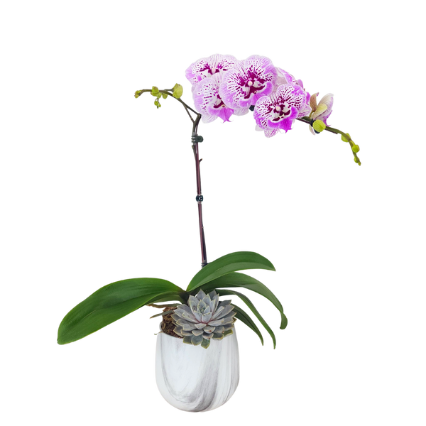Orchid Charm (1 Single Stem)