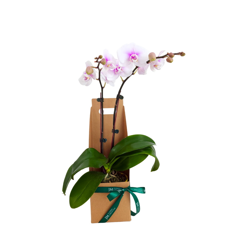 Orchid gift Set