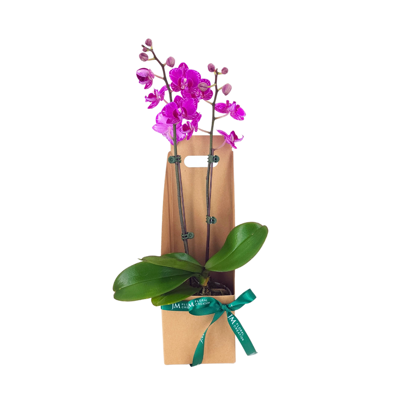 Orchid gift Set