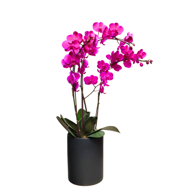 Orchid Grace (3 Single Stem)
