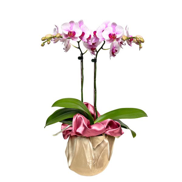 Ethereal Orchid (1 Double stem)