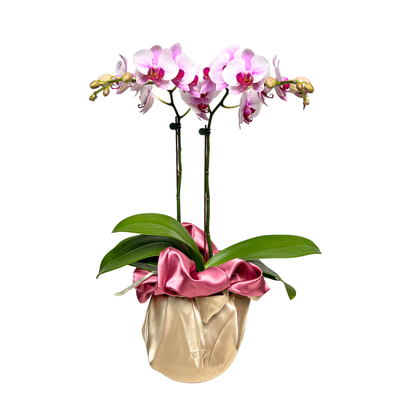 Ethereal Orchid (1 Double stem)