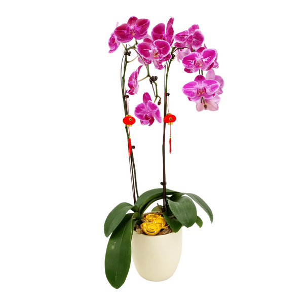 Phalaenopsis Orchid in Ceramic Pot (2 Single Stem)