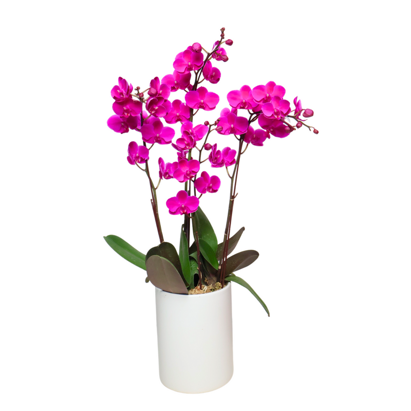 Orchid Grace (3 Single Stem)