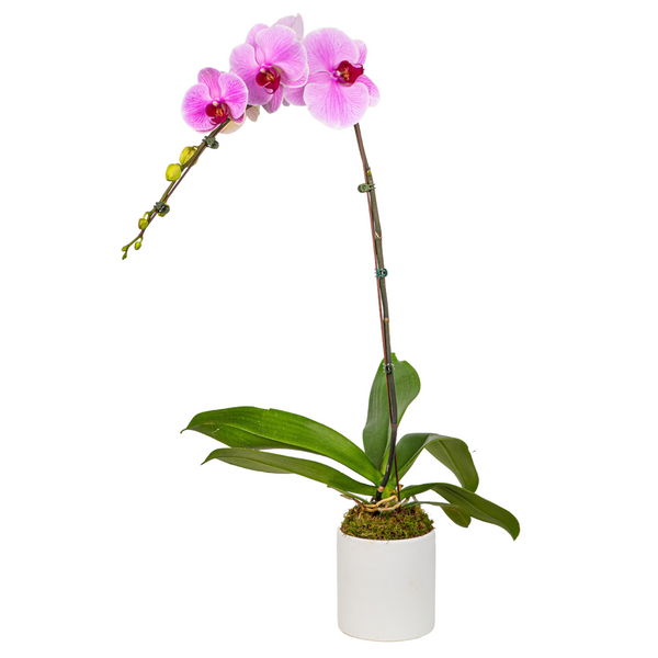 Phalaenopsis Orchid in Ceramic Pot (1 Single Stem)