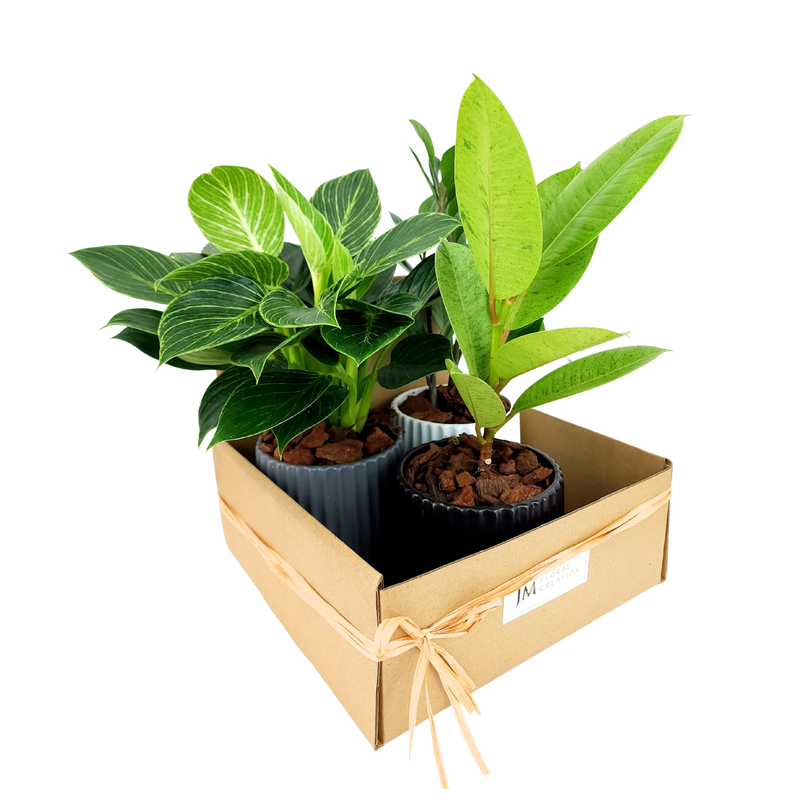 Plant Gift Set (Set of 3)