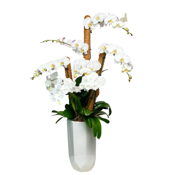Tranquil Petals (5 Single Stem and 3 Double Stem)