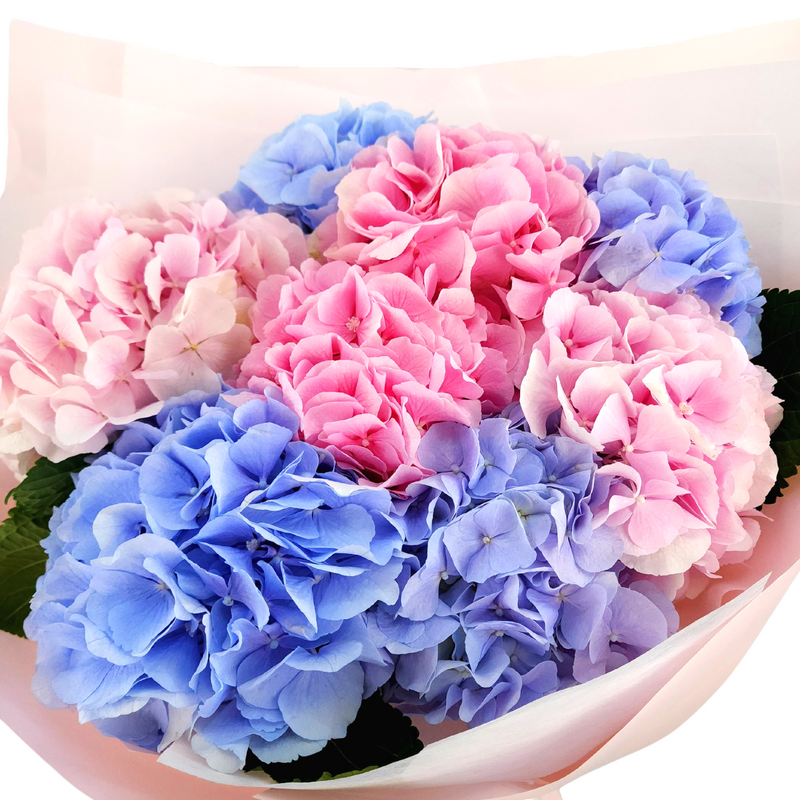 beatriz Blue & Pink Hydrangeas Giant Bouquet Birthday Flower Bouquet Singapore