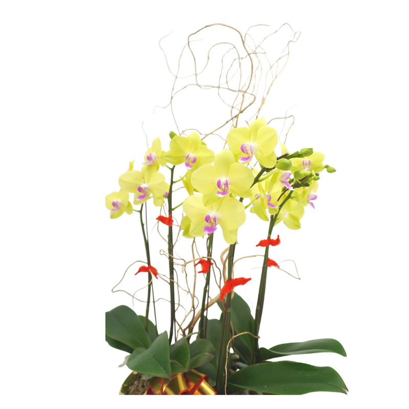 blooming-luck Phalaenopsis Plant Arrangement Singapore