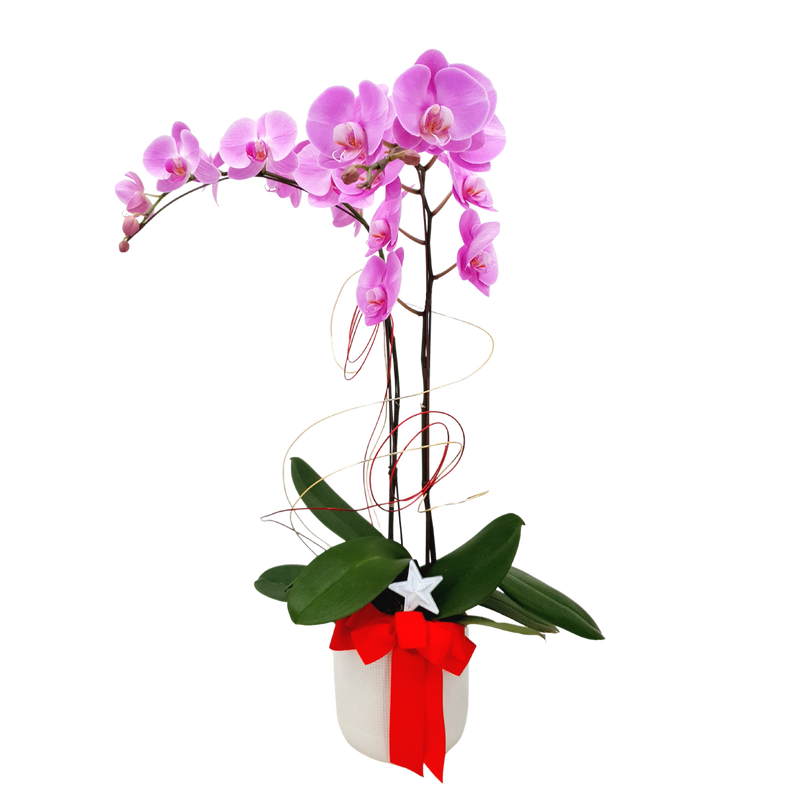 noble-affinity Phalaenopsis Plant Arrangement Singapore