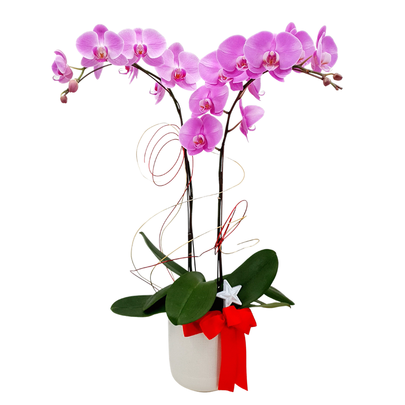 noble-affinity Phalaenopsis Plant Arrangement Singapore