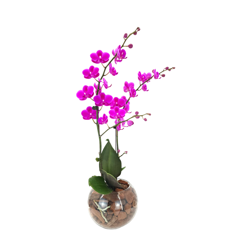 Orchid Finesse