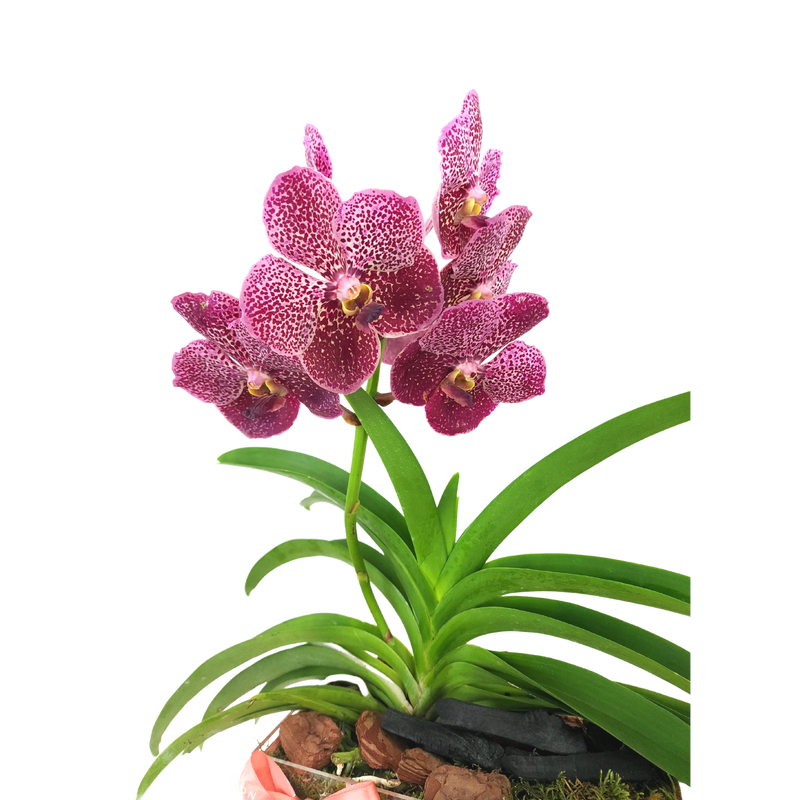 Orchid Splendor
