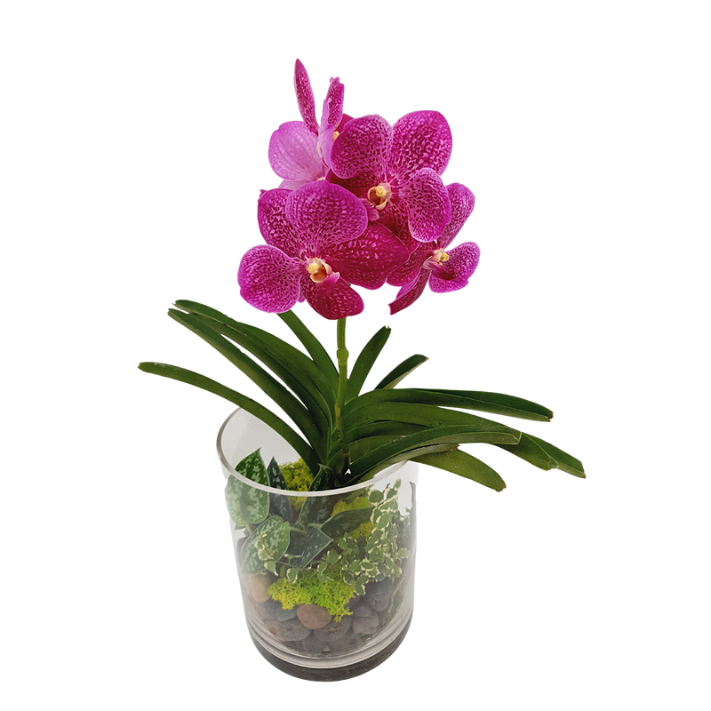 outstanding-spirit Orchid Plant Arrangement Singapore